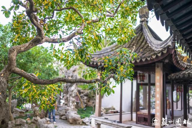 桂香满城！苏州桂花赏花地图来了！