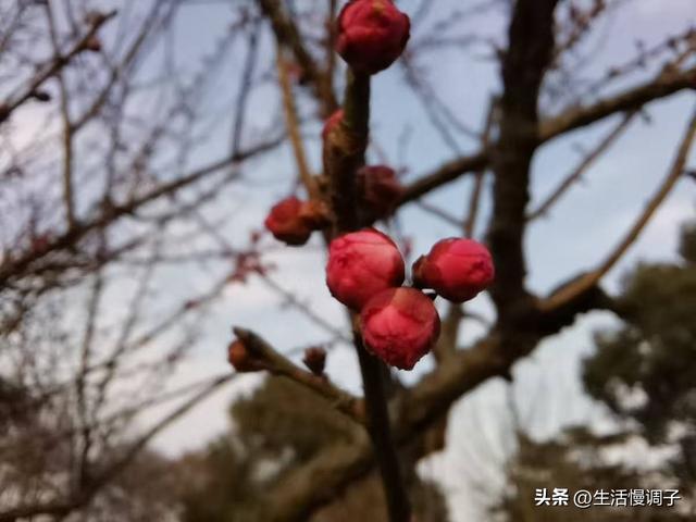 武汉十二月——一月一帧藏走过2025的四季光影