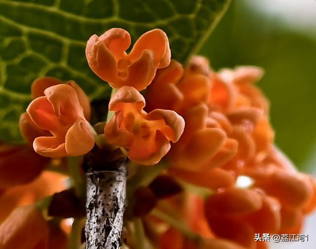 桂香漫城：桂林的秋日私语