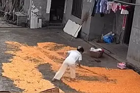 笑不活！大学生暑假帮父母晒玉米，突然下大雨，感觉天塌了图片