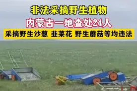 24人采野生韭菜花被抓！官方：非法采摘野生植物！毛哥果然说对了图片