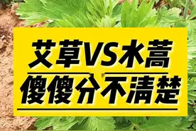 你端午买的是艾草还是水蒿？最全区分在此，别再被人笑话了图片