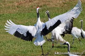 黑龙江齐齐哈尔扎龙自然保护区 丹顶鹤千姿百态惹人爱图片