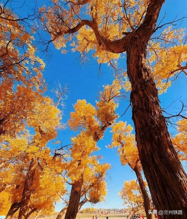 世界旅游日｜这条铁路可以赏童话般的西北秋景