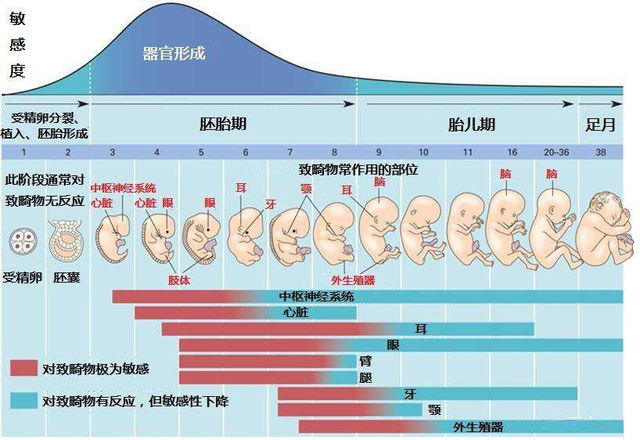 从子宫到流水线，“机器人妈妈”真的要来了吗？