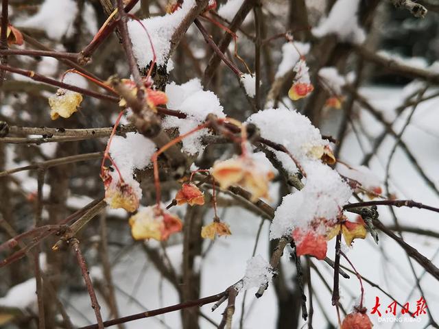 雪落平城！一场“认真的初雪”，给大同裹上冬日白纱～