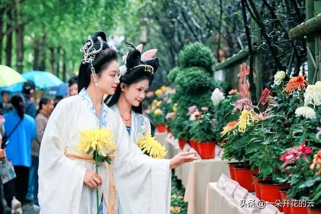 70年的老约定,成都人从未失约!成都人的秋天仪式正在进行!