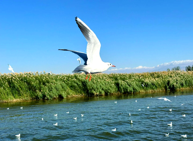 精彩推荐｜李德锋：乌梁素海见闻（散文）