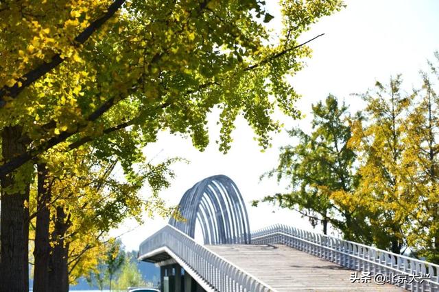 限定上新！大兴的秋景一眼心动🥰🥰