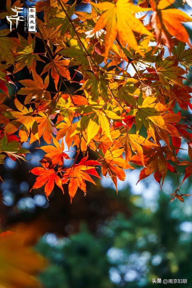 人在南京，红叶正盛，等你来～