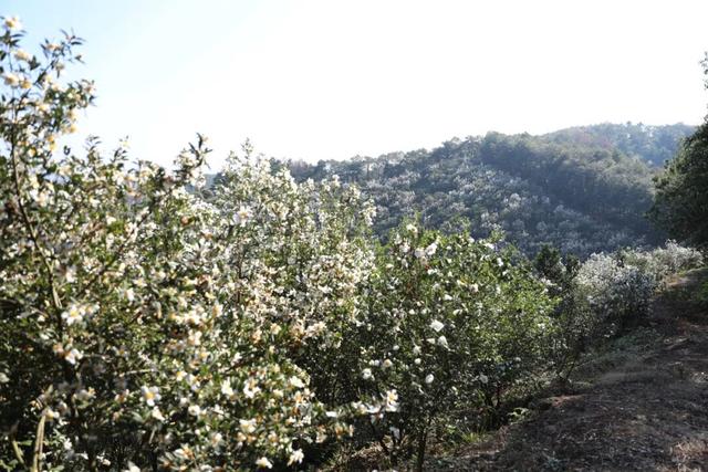 格桑花、紫花风铃木、雪白油茶花……肇庆这里太美了！