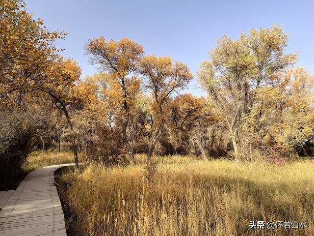 2025环南疆沙漠铁路背包自由行日记(4)——游览泽普金湖杨景区