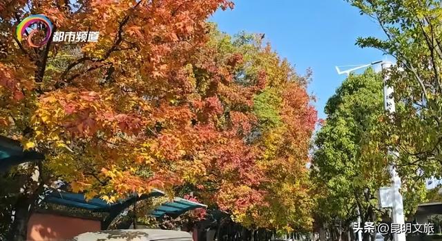 初冬氛围感出片计划，走起！昆明这份打卡攻略速速收藏→