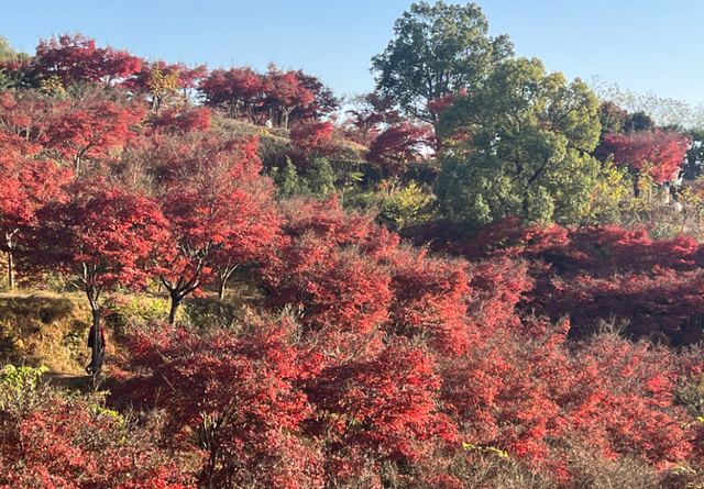 最低6℃！邵阳将迎大降温！
