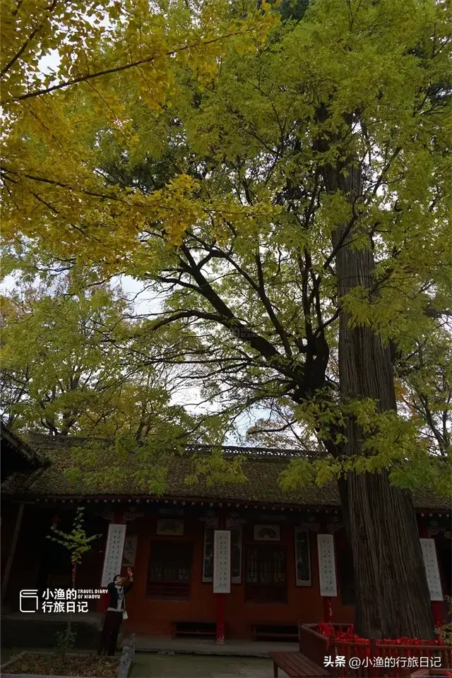 陕西古树，真的“封神”了！