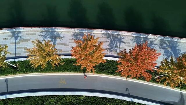 感受都市自然之美 石家庄公园广场红枫进入最佳观赏期