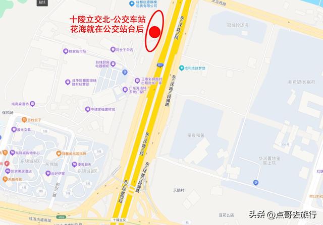 成都难得一见的麦冬草花开了，紫色浪漫，超级惊艳，公交车直达！