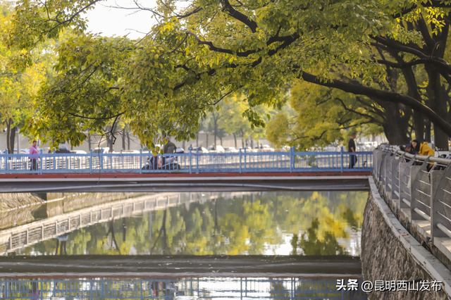 金色滇朴已上线！西山这份独属的浪漫美成昆明冬日封面