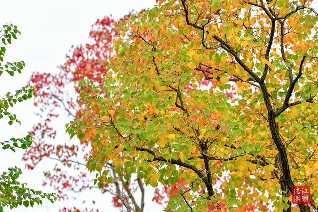 初冬时节，层林尽染，心随景动