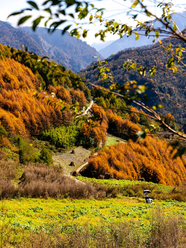 成都周边一日往返，6个小众不废腿的彩林秘境，0门票！