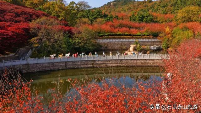 2025赤山红叶节圆满收官,明年再赴这场山海红韵之约!