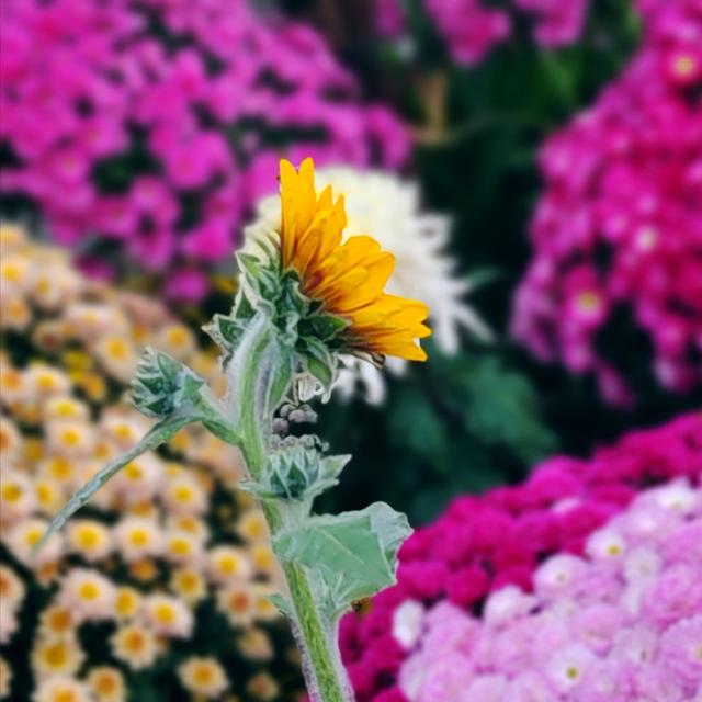 武汉动物园金秋菊展集锦