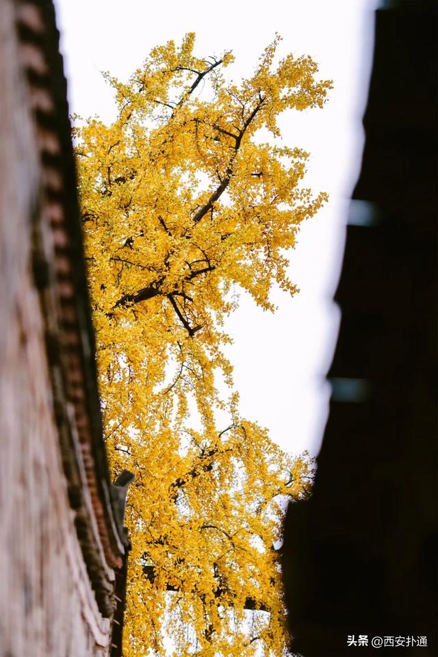 古观音禅寺谢幕？这里的千年银杏，才是最后的隐藏彩蛋！