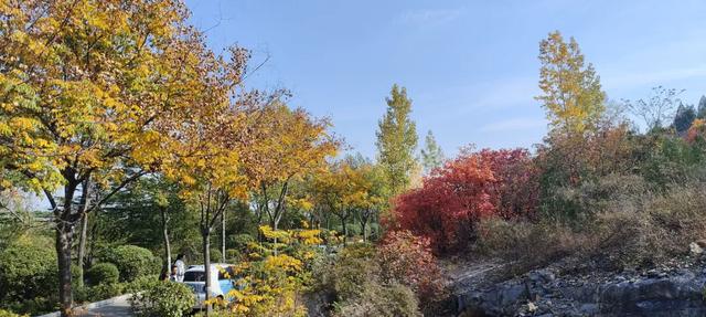 红啦！薛城金秋醉美红叶观赏地在凤凰绿道，漫山红叶美如画！