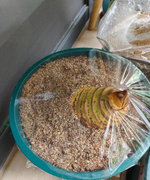 女子晒老公养的花，直呼“好恶心，想扔掉”，网友：扔哪，我去捡