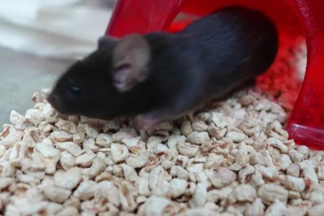 给4只“无名鼠辈”取名？网友这脑洞，要上天啊！