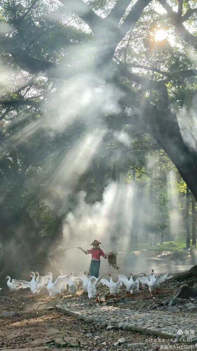 彩色旅图｜光影里的霞浦：滩涂、古树与渔排的诗意时光