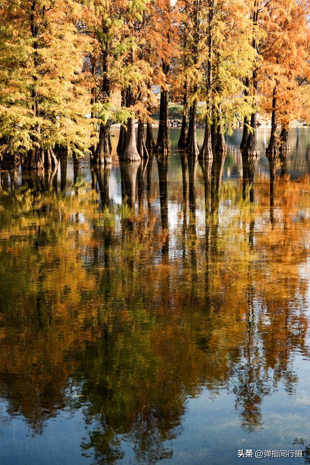 闯入佛山冬日油画！千灯湖落羽杉迎最佳观赏期，下午4点美到窒息