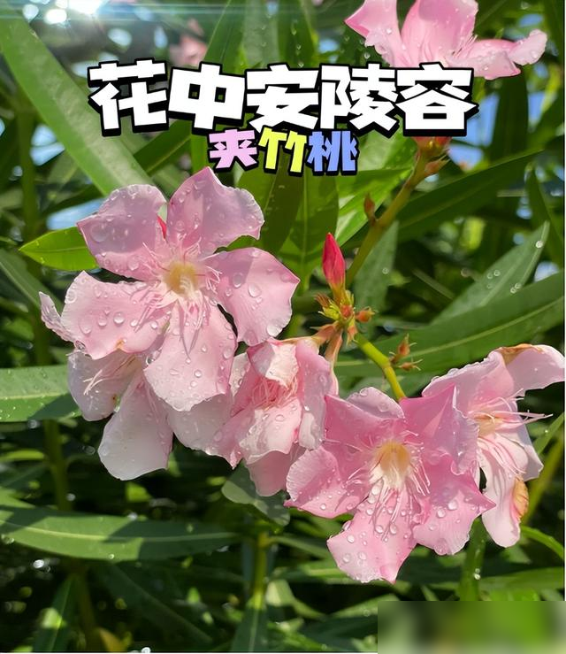 阴花不能进阳宅！这5种花“打死”也不养，家里若有？快挪走！
