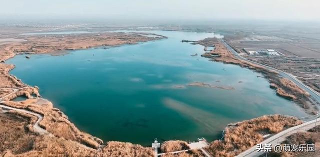 科克布云水库现热闹非凡，白天鹅悠闲游弋，大雁白鹭共舞水上芭蕾