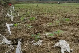 玉米种植户必收藏：科学驱鸟这样做，既保收成又环保，一学就会图片