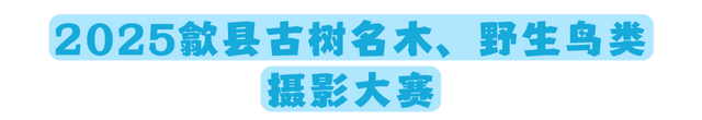 年休假去哪嗨？黄山文旅8月狂欢已就位，快乐密码就藏在这片山水里！| 皖美夏日