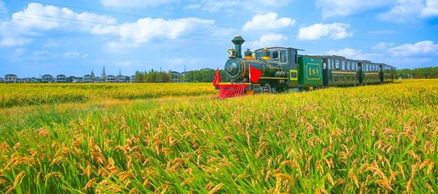 太仓顶流！稻田里的丰收狂欢，本周末必冲！