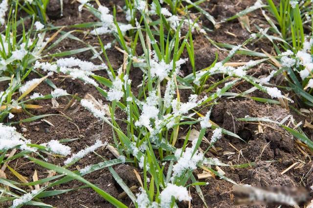 今日立冬不一般，最怕“立冬一日晴”，立冬晴天好还是下雨好？