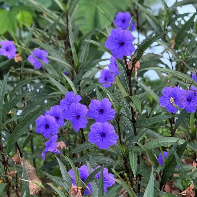 惠聚美好丨秋日的红花湖，被翠芦莉温柔环绕