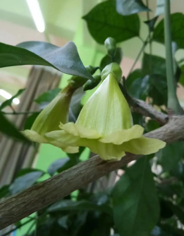 家里这8种特常见的盆栽绿植，只有极少花友看过它们开花