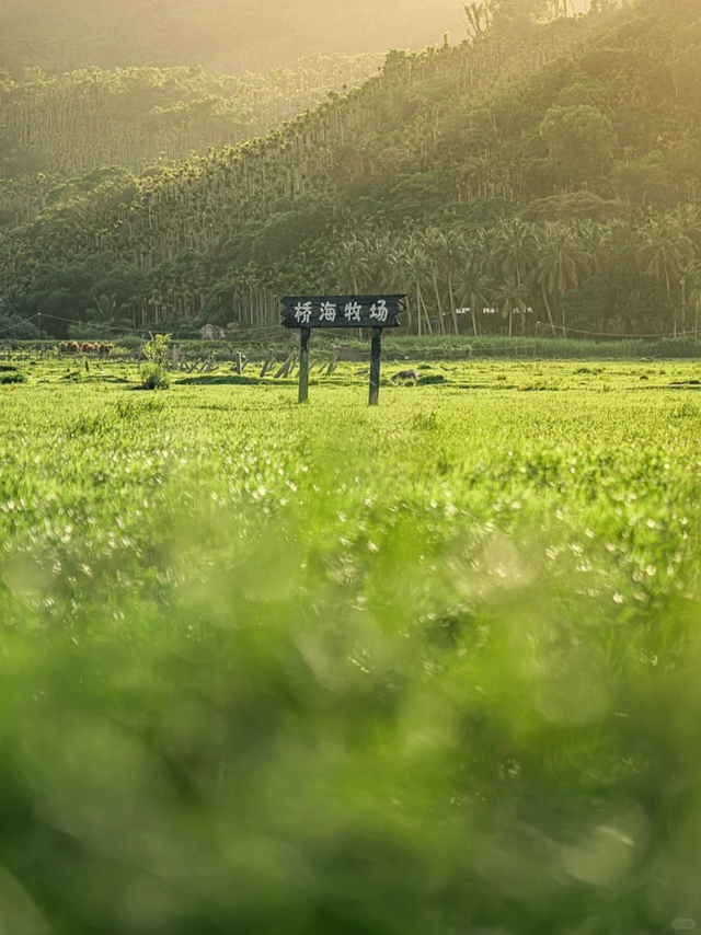 浪尖、海岸与咖啡香：解锁万宁的冬日浪漫