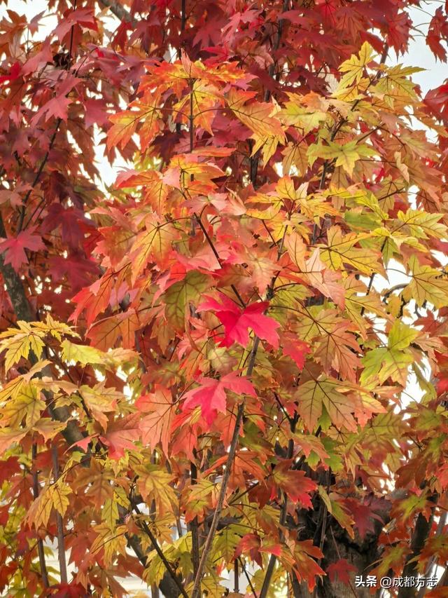 成都“枫”景天花板！再不看就晚了！