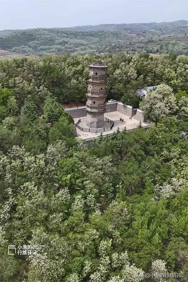 陕西古树，真的“封神”了！