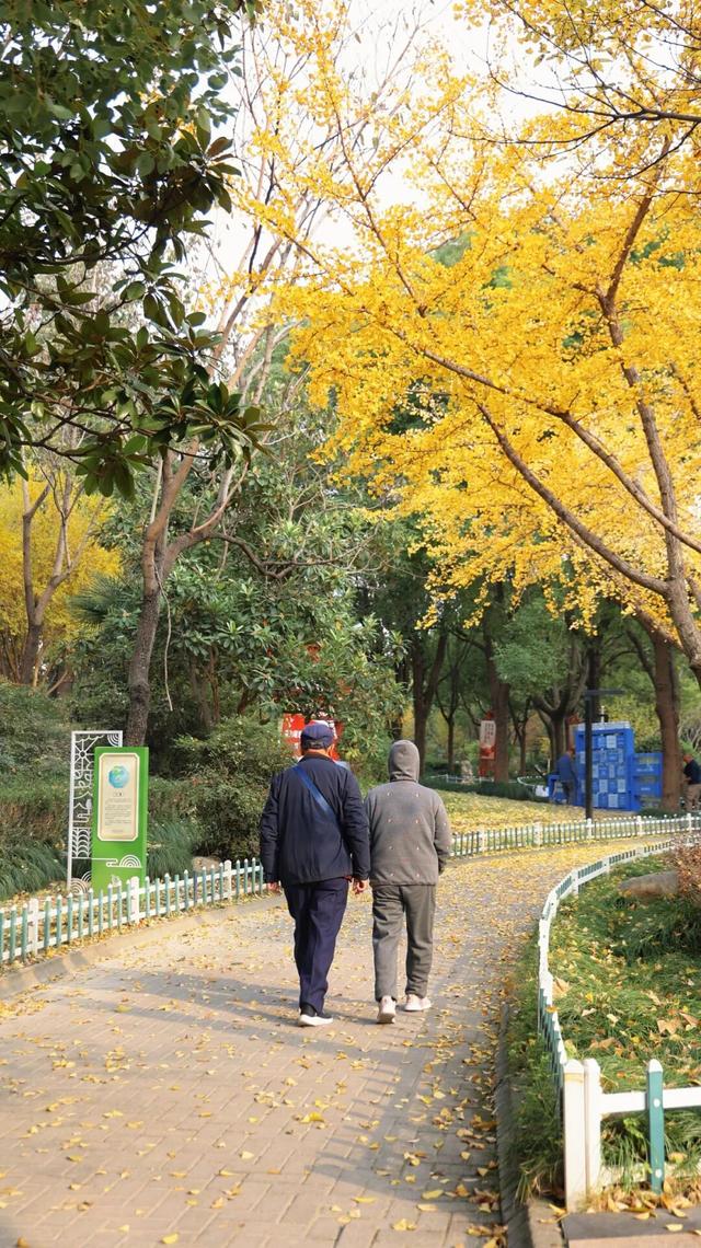 一叶知秋，一树成金，又到银杏醉美时