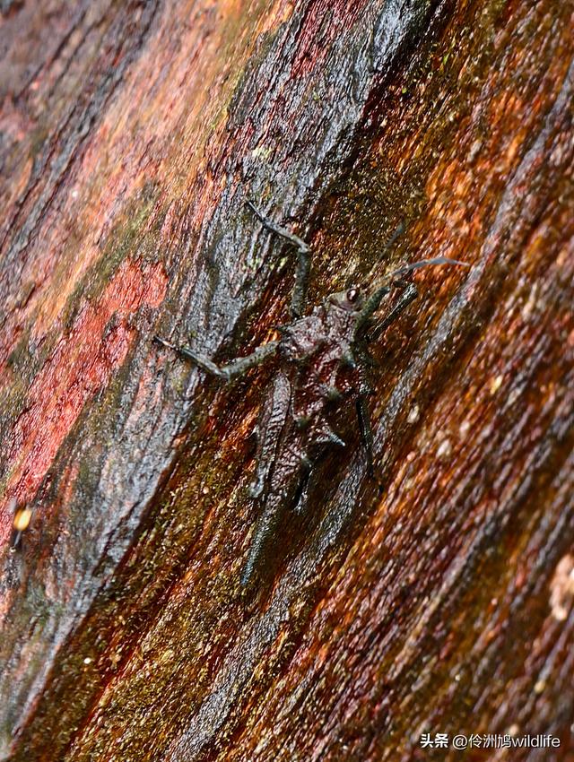 马来西亚(30)砂拉越州④姆鲁山徒步线路