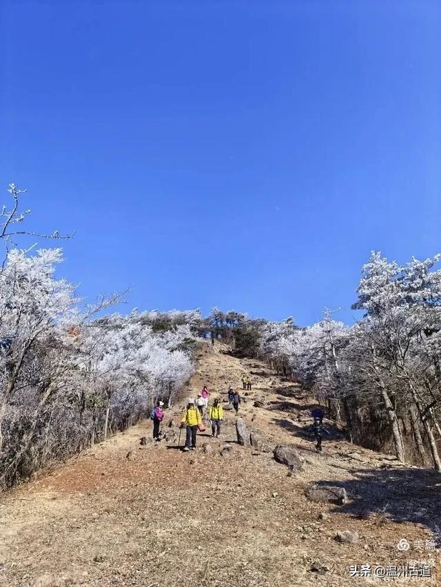 邂逅2026年的第一场醉美雾凇!温州四海山的雾凇美爆了!