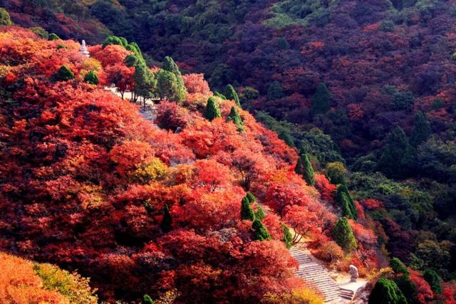 董宇辉力荐山东！潍坊，邀你赴约~