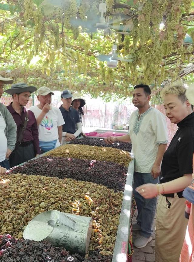 游新疆吐鲁番的坎儿井和葡萄沟