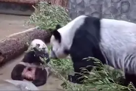 旅俄大熊猫幼崽“喀秋莎”首次亮相图片