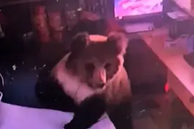 成精！棕熊凌晨拉门进酒店觅食图片